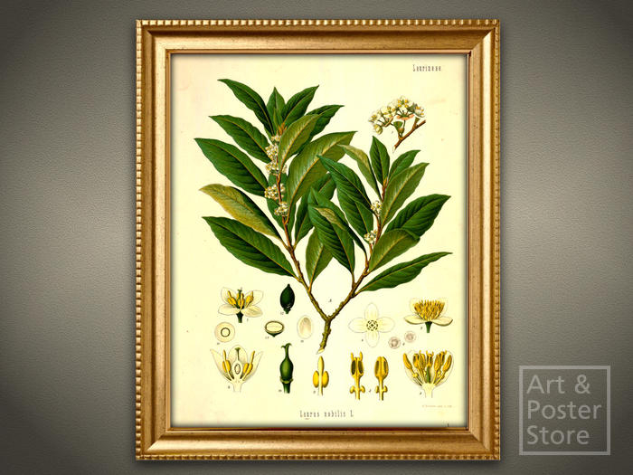 Second Life Marketplace BAY LEAF PLANT Vintage Botanical Illustration